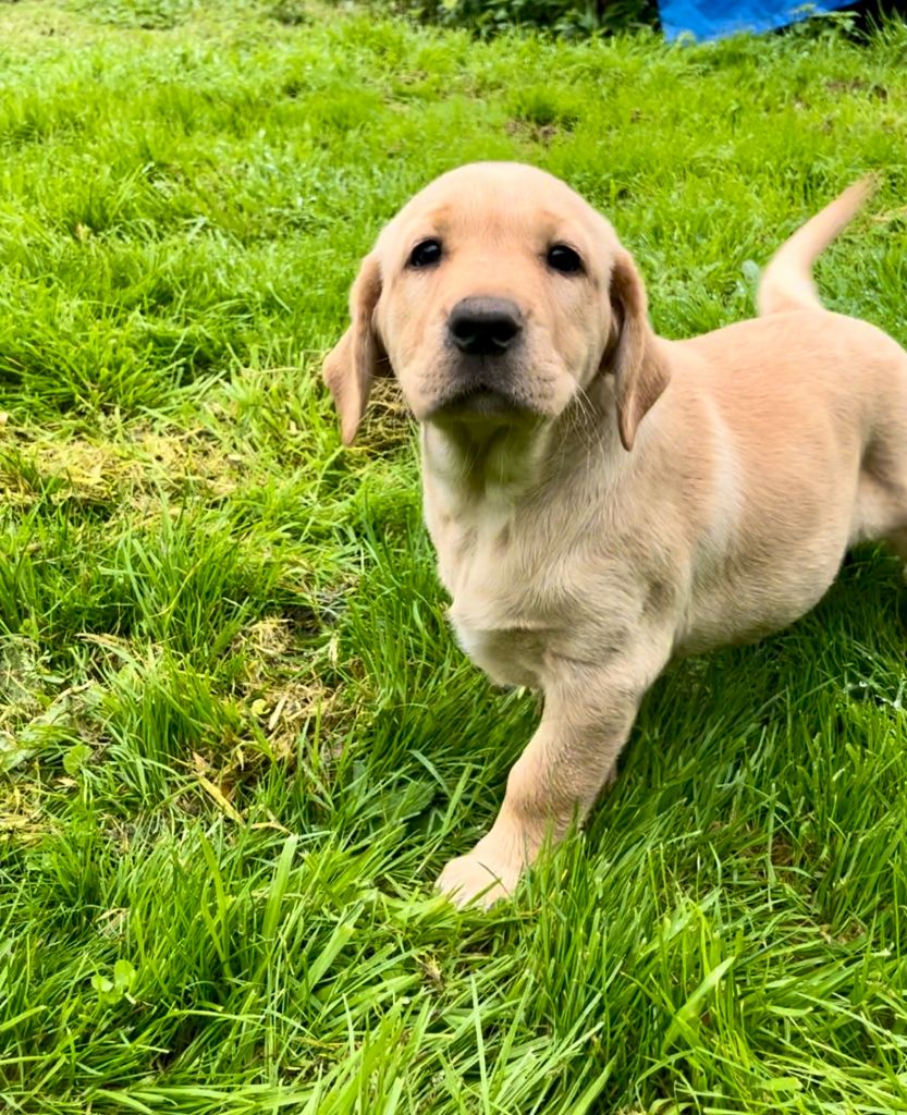 Des Iris De Grande Briere - Chiot disponible  - Labrador Retriever