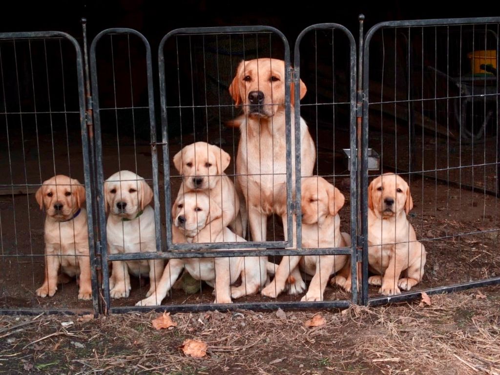 chiot Labrador Retriever Des Iris De Grande Briere