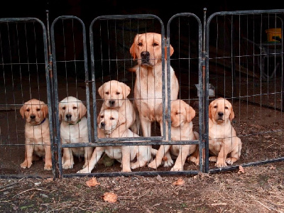 Des Iris De Grande Briere - Labrador Retriever - Portée née le 21/08/2024