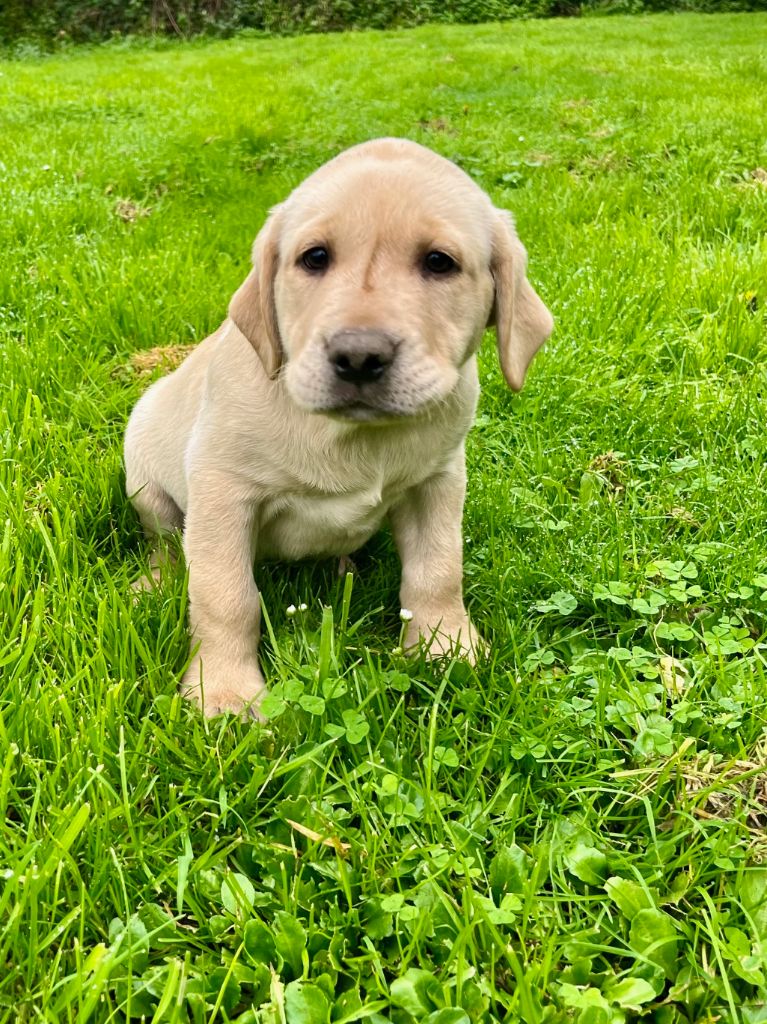 Des Iris De Grande Briere - Chiot disponible  - Labrador Retriever