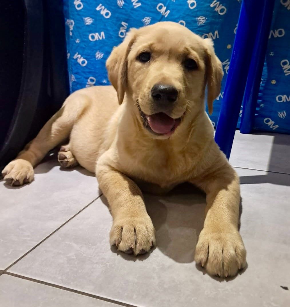 Des Iris De Grande Briere - Chiots disponibles - Labrador Retriever