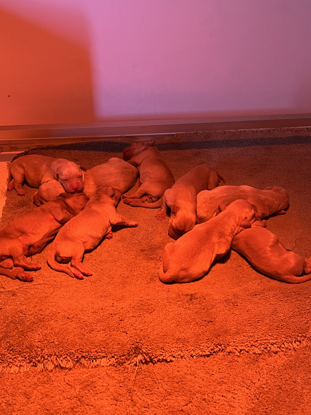 Chiot Labrador Retriever Des Iris De Grande Briere