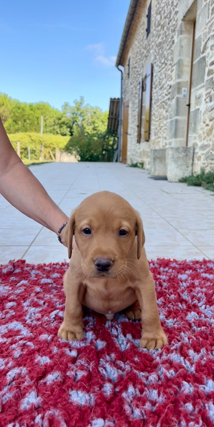 Des Iris De Grande Briere - Chiots disponibles - Labrador Retriever