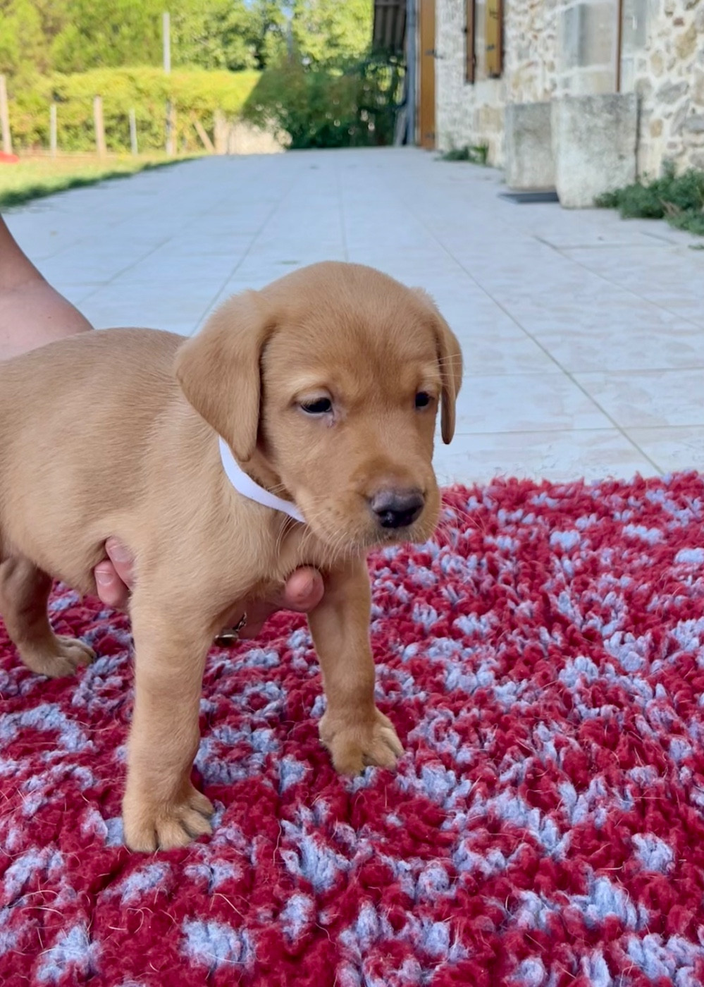 Des Iris De Grande Briere - Chiots disponibles - Labrador Retriever