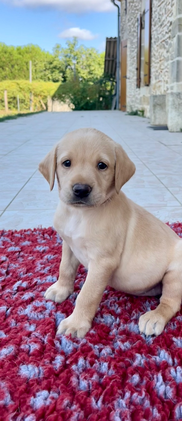 Des Iris De Grande Briere - Chiots disponibles - Labrador Retriever