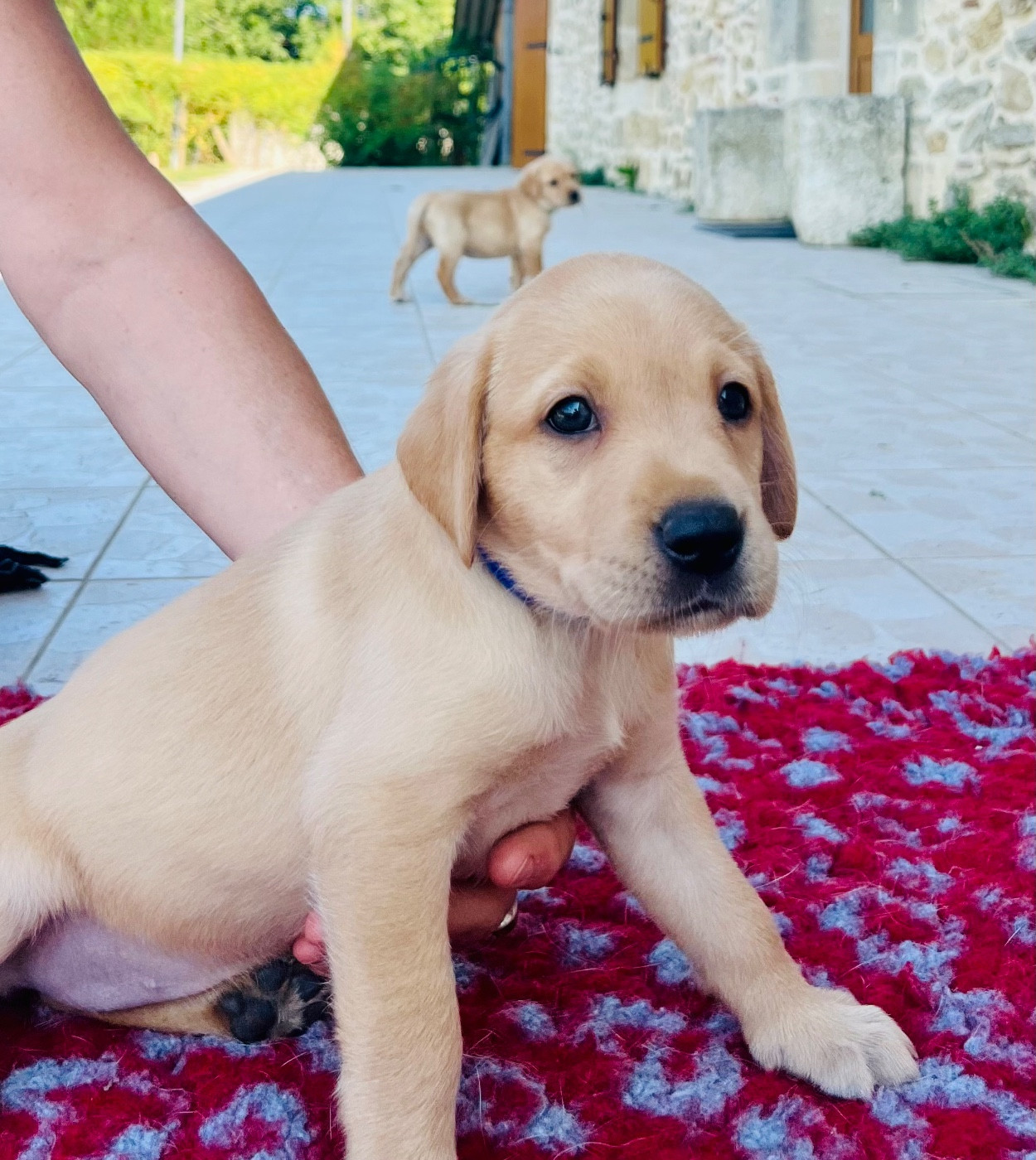 Des Iris De Grande Briere - Chiots disponibles - Labrador Retriever