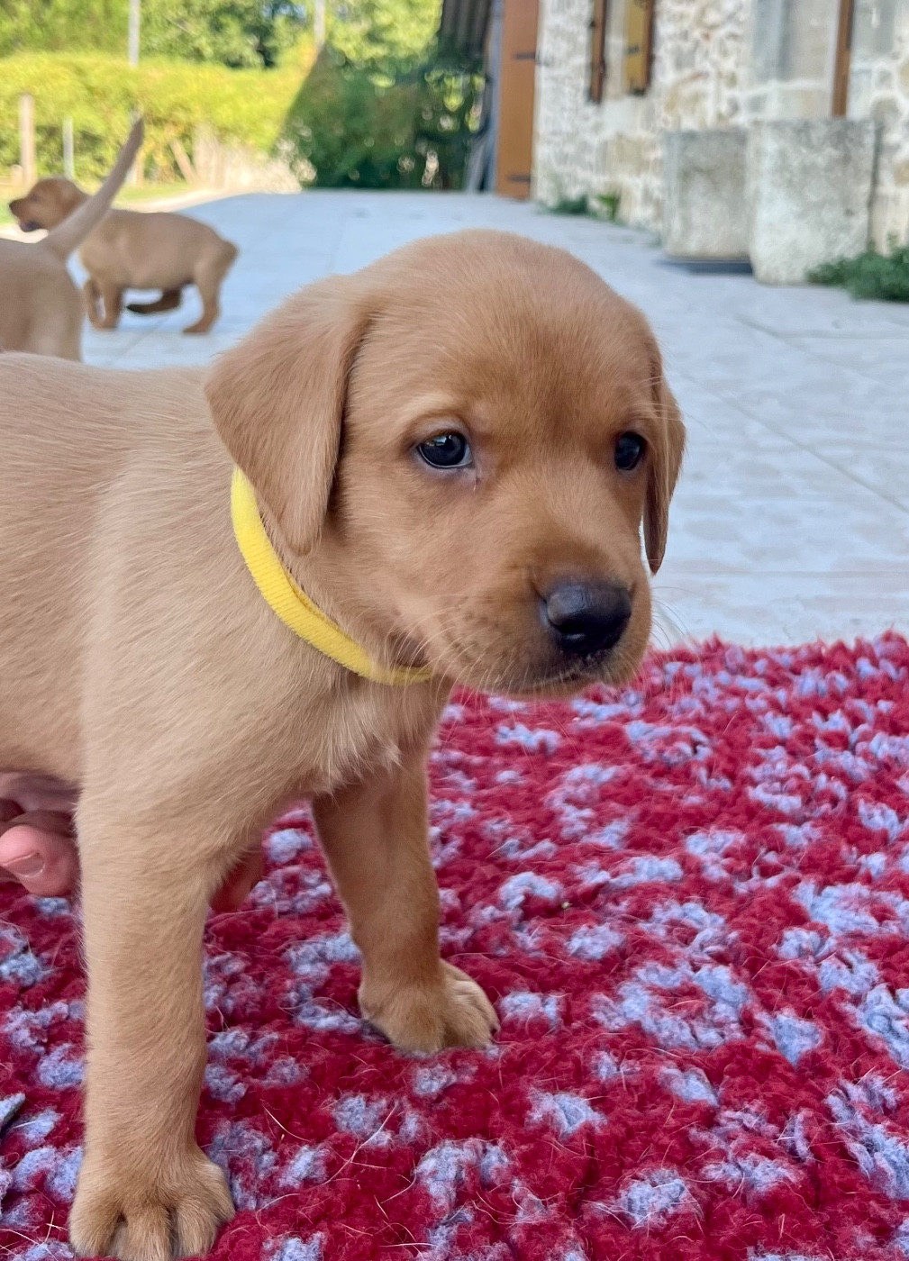 Des Iris De Grande Briere - Chiots disponibles - Labrador Retriever