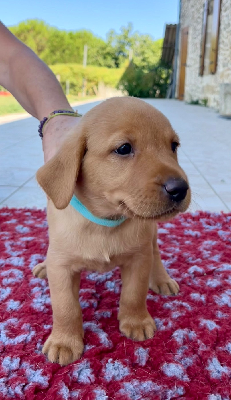 Des Iris De Grande Briere - Chiots disponibles - Labrador Retriever