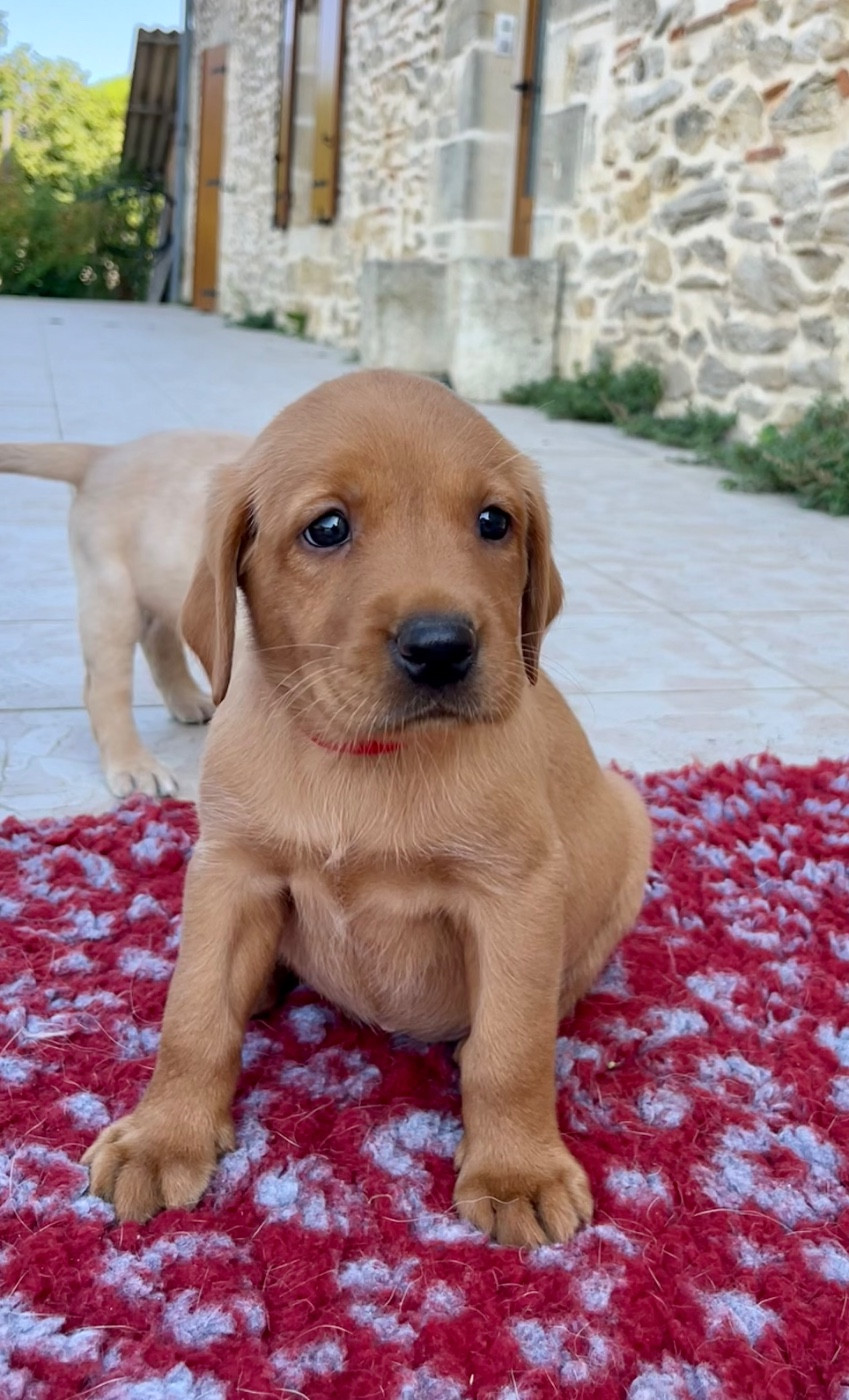 Des Iris De Grande Briere - Chiots disponibles - Labrador Retriever