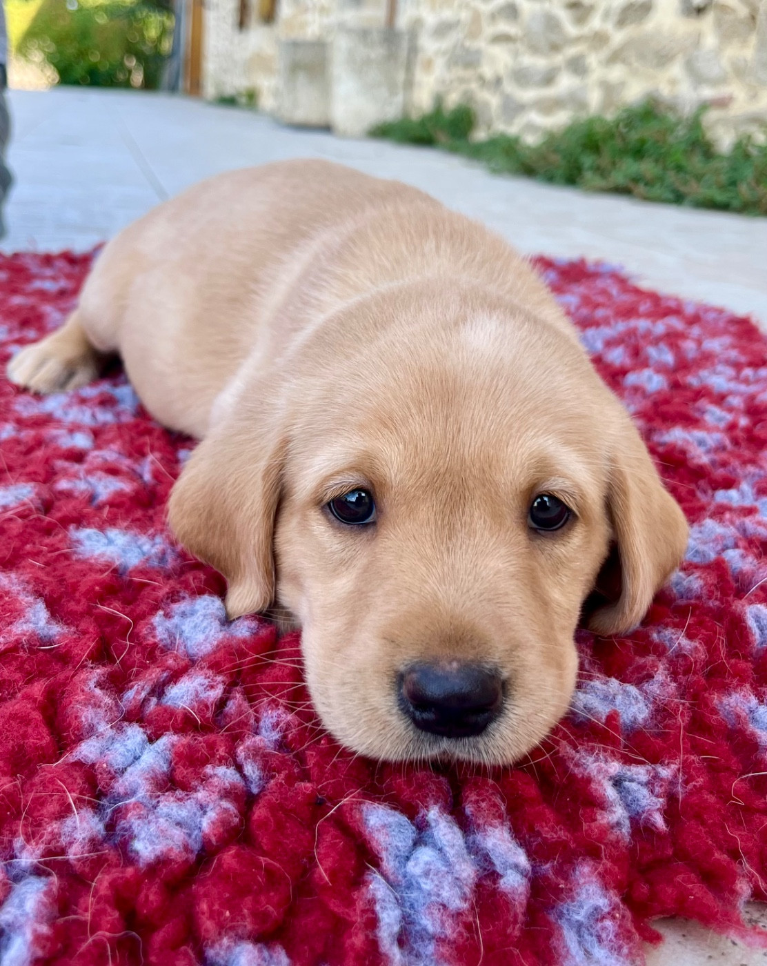 Des Iris De Grande Briere - Chiots disponibles - Labrador Retriever