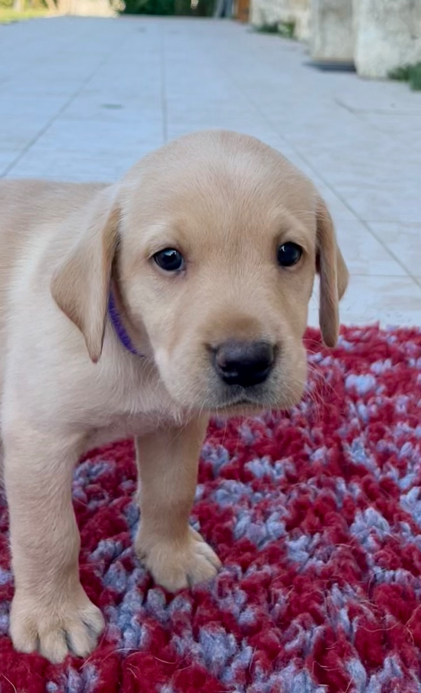 Des Iris De Grande Briere - Chiots disponibles - Labrador Retriever