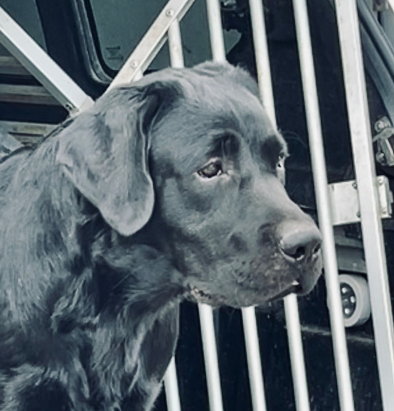 Des Iris De Grande Briere - Chiots disponibles - Labrador Retriever
