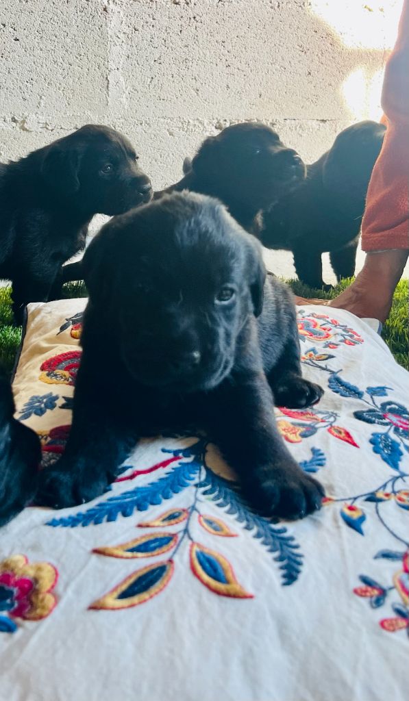 Des Iris De Grande Briere - Chiots disponibles - Labrador Retriever
