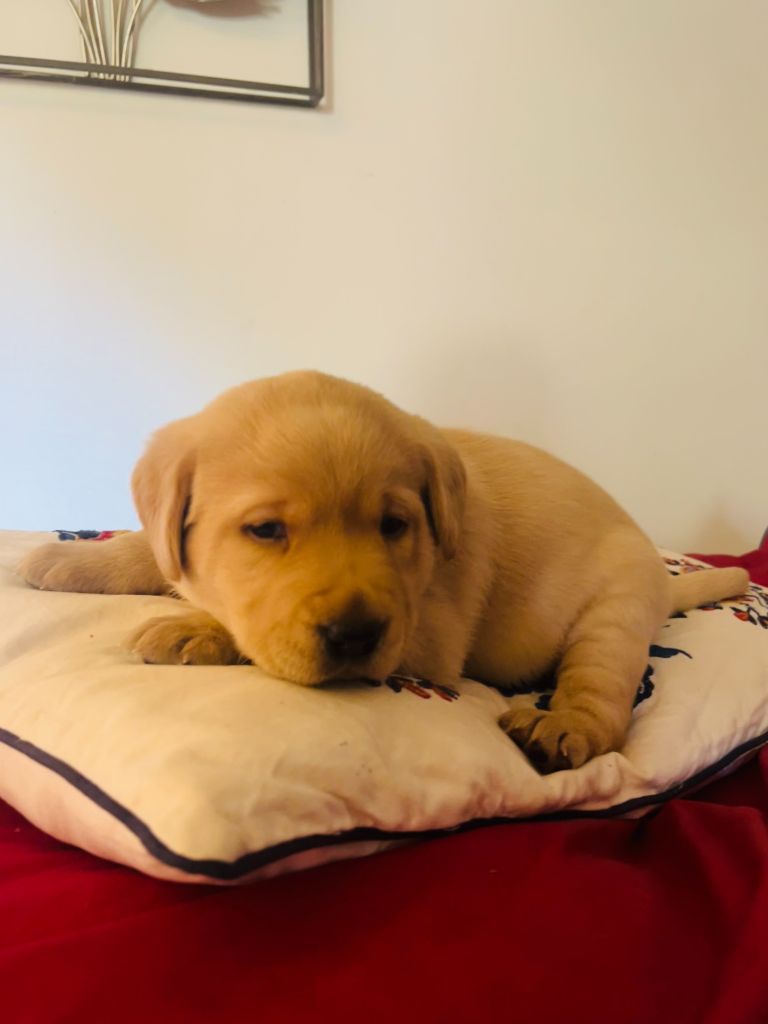 Des Iris De Grande Briere - Chiots disponibles - Labrador Retriever