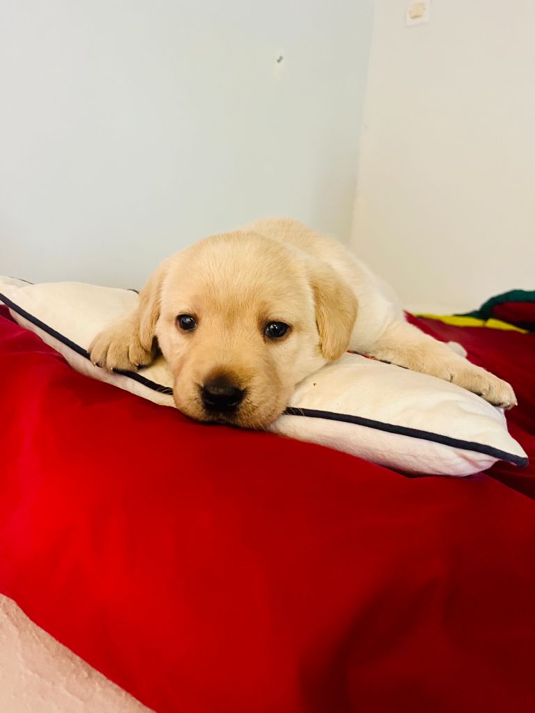 Des Iris De Grande Briere - Chiots disponibles - Labrador Retriever