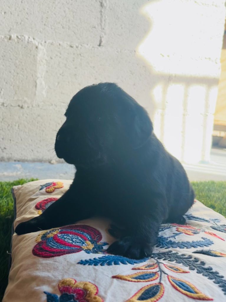 Des Iris De Grande Briere - Chiots disponibles - Labrador Retriever