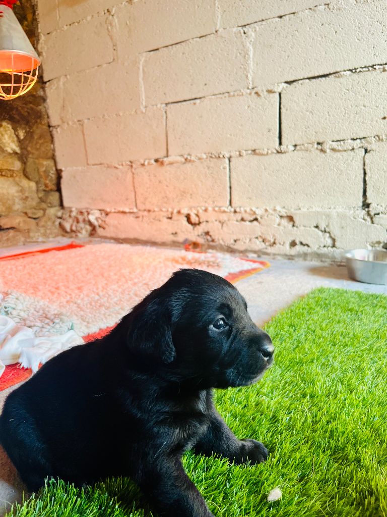 Des Iris De Grande Briere - Chiots disponibles - Labrador Retriever