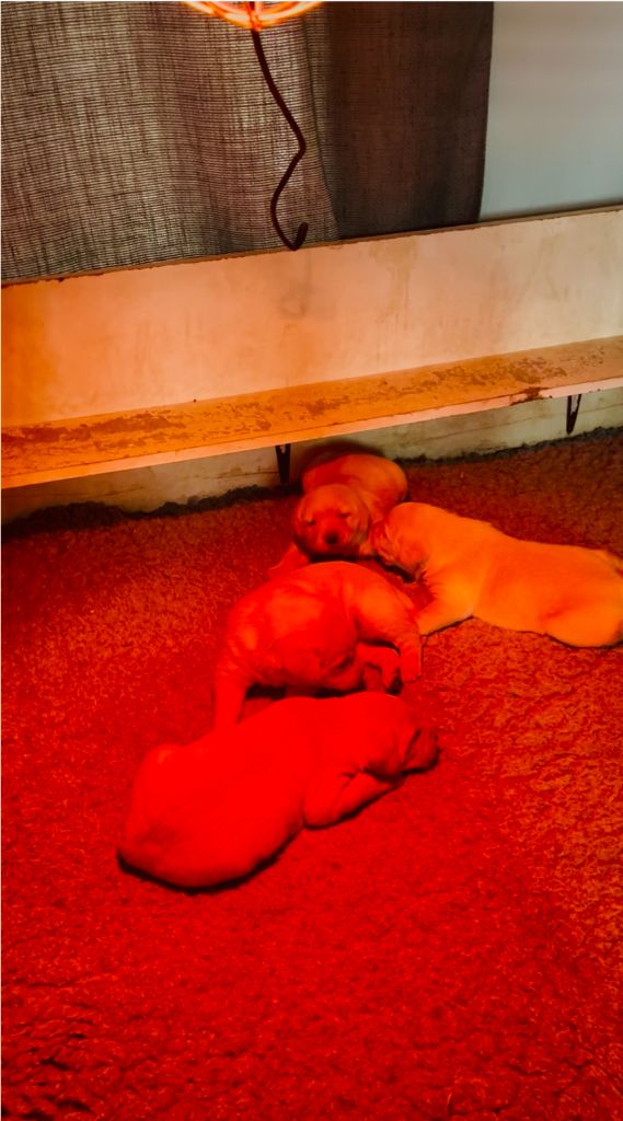 Chiot Labrador Retriever Des Iris De Grande Briere