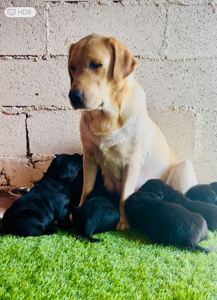 Chiot Labrador Retriever Des Iris De Grande Briere