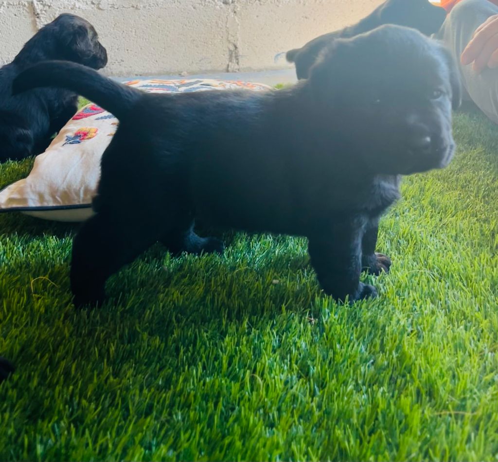 Des Iris De Grande Briere - Chiots disponibles - Labrador Retriever