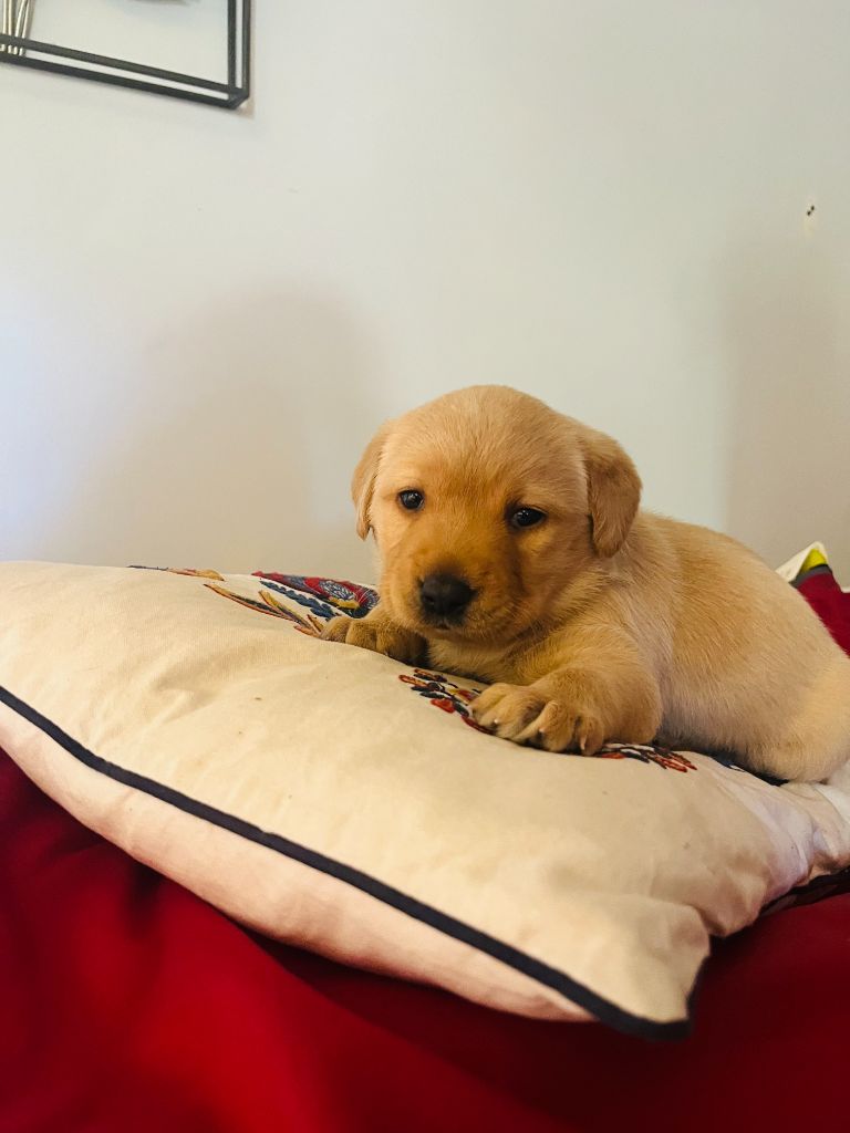 Des Iris De Grande Briere - Chiots disponibles - Labrador Retriever